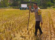 Kunjungan Bhabinkamtibmas Kuripan Utara, Ajak Petani Dukung Ketahanan Pangan Nasional